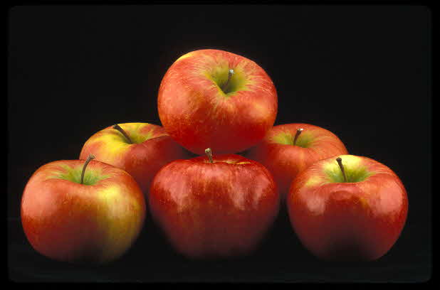 Honeycrisp Apples 6